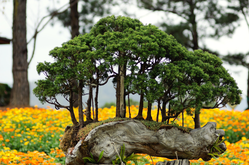 Bonsai trees with flowers on background in Golden Valley near Da Lat, Vietnam
