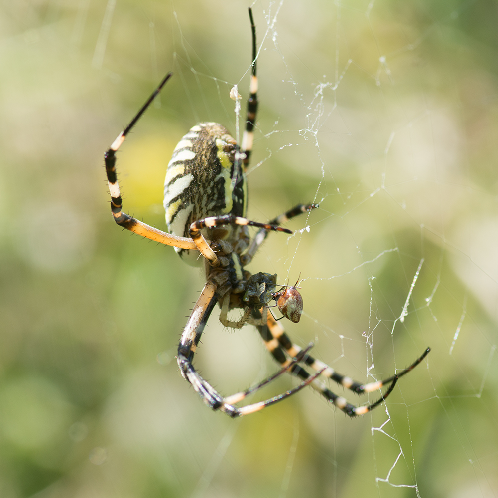Spider romance by Andrei Verner