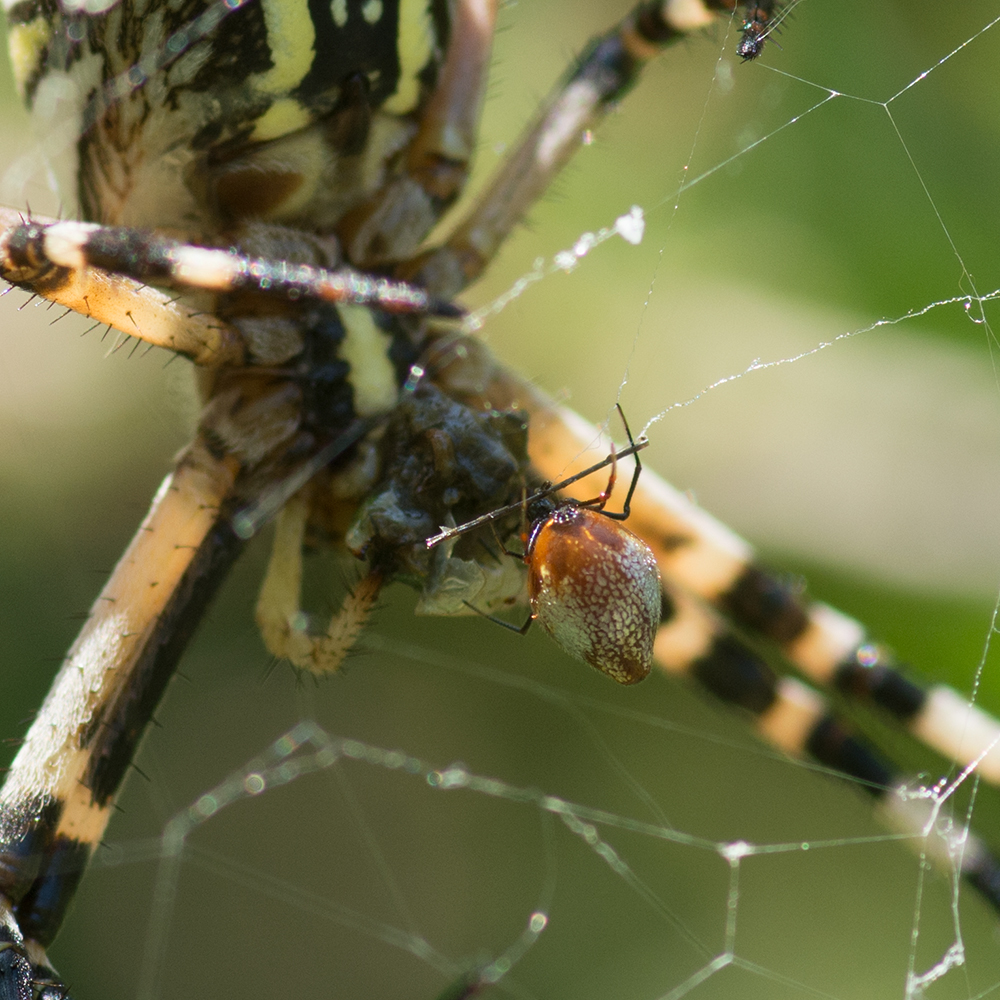 Spider romance by Andrei Verner